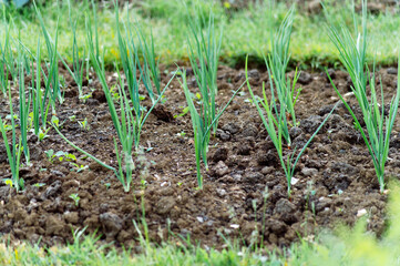 Rows of young spring onion plants growing in cultivated vegetable garden © Tatjana