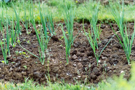 Rows of young spring onion plants growing in cultivated vegetable garden