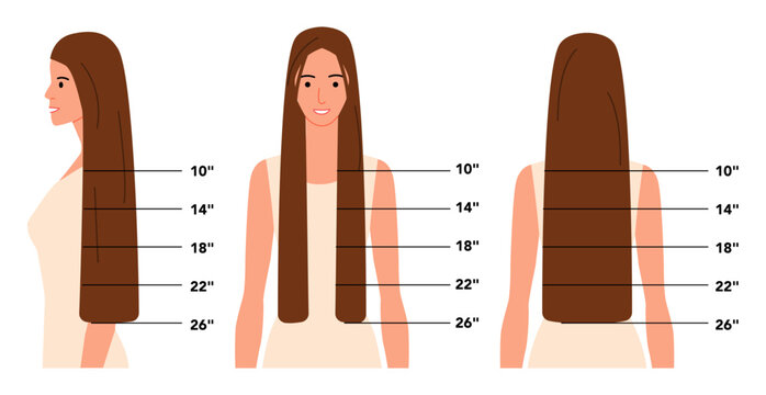 Flat color hair length guide inch scales with multiple views, modern minimal vector infographic for accurate measurement, beauty training, salon charts and hairstyle comparison