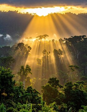 Sunbeams over rainforest canopy, misty tropical trees, golden dawn light, eco travel nature landscape