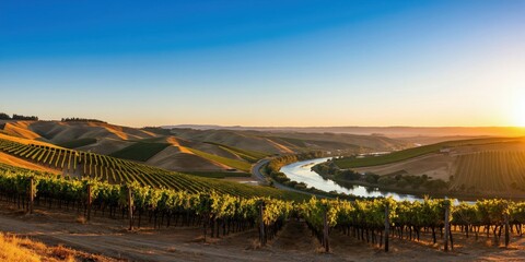Obraz premium Expansive vineyard hills border winding river at sunrise. Green grape rows stretch across golden valleys. Blue sky melts into warm horizon light.