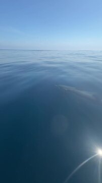 Dolphins swimming in front of boat in calm blue ocean