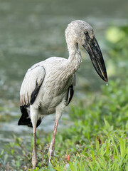Fototapeta premium Asian Openbill Stork in the wild in Singapore