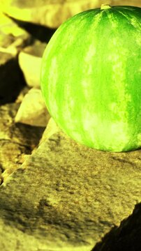 A green watermelon rests on a bed of stones under the sun in a garden. The bright light makes the watermelon stand out against the brown and gray colors of the stones.