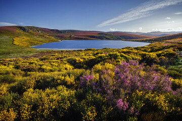 Laguna de los peces landscape with blooming heather and broom, in Sanabria © David Moya