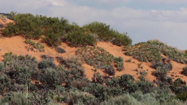 Colorful landscape at Coral Pink Sand Dunes State Park in southern Utah