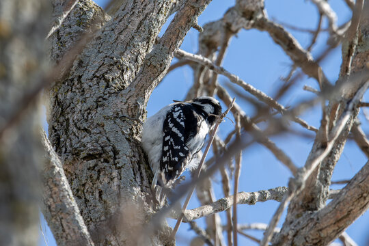Quebec, Canada, 24 April 2026 : A Downy Woodpecker perches on a tree trunk with bare branches against a clear blue sky.