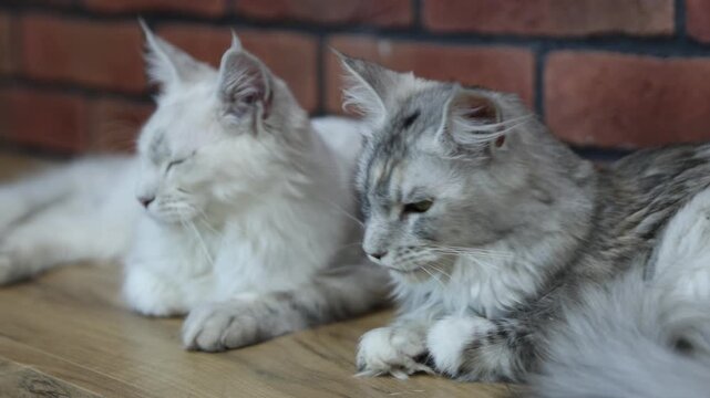 Cute Maine Coon cats resting on wooden table at home, camera moving in. Adorable pet