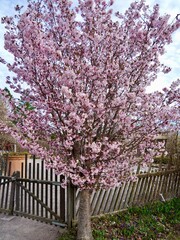 Fototapeta premium Kurile cherry (Prunus nipponica var. kurilensis 'Ruby') flowering in Sweden, cultivar of Kurile cherry