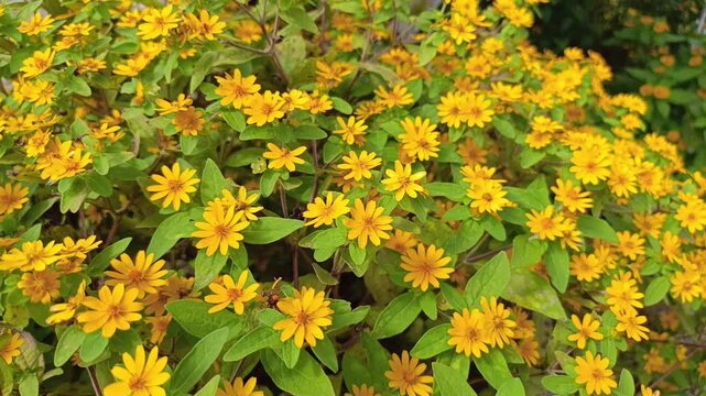 Detailed footage focusing on a dense and vibrant cluster of bright yellow butter daisy flowers swaying gently.
