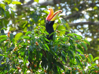 The rhinoceros hornbill. © Lianlly Jerome