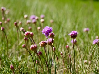 Fototapeta premium Sea thrift (Armeria maritima) flowering in Sweden, also known as sea pink and common thrift
