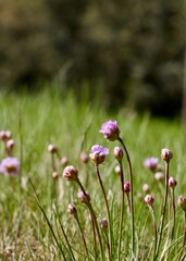 Obraz premium Sea thrift (Armeria maritima) flowering in Sweden, also known as sea pink and common thrift