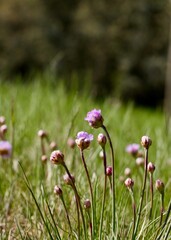 Obraz premium Sea thrift (Armeria maritima) flowering in Sweden, also known as sea pink and common thrift