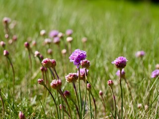 Obraz premium Sea thrift (Armeria maritima) flowering in Sweden, also known as sea pink and common thrift