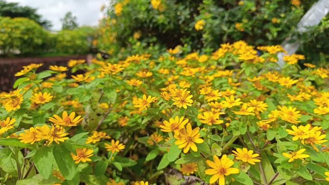Landscape video showcasing a wide, beautiful bush of yellow melampodium butter daisy flowers blooming in a garden.