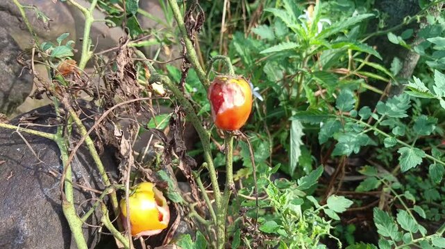 Footage capturing a bird-bitten rotten orange tomato hanging on a branch within a messy green garden.