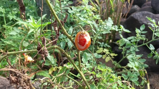 Footage capturing a bird-bitten rotten orange tomato hanging on a branch within a messy green garden.