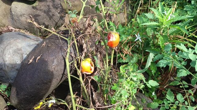 Close up video of decaying orange tomatoes with deep pest holes hanging on a wild plant branch near a rock.