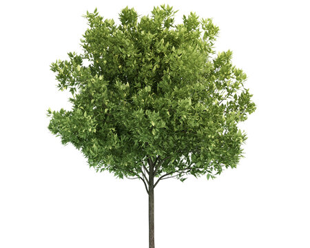 A lush green deciduous tree with a textured bark trunk