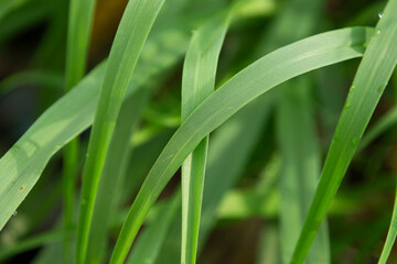 Obraz premium green grass with dew