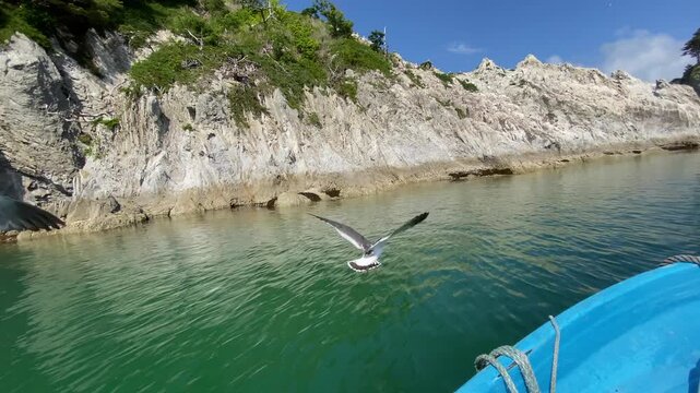 浄土ヶ浜名物のザッパ船と並走するウミネコ