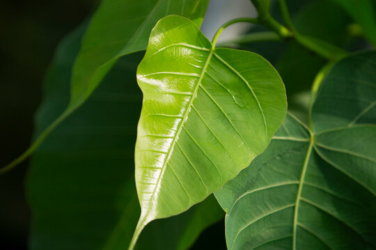 close up of green leaf