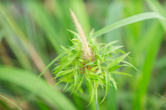 close up of green leaf