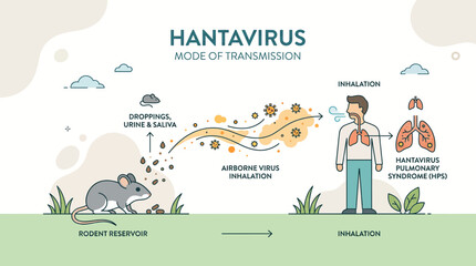 Fototapeta premium Hantavirus mode of transmission from rodent reservoir to human via airborne inhalation causing pulmonary syndrome.