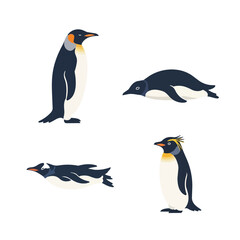 Obraz premium King Penguin and Crested Penguin Illustration Set Featuring Various Postures Including Standing and Sliding on Belly Isolated on White