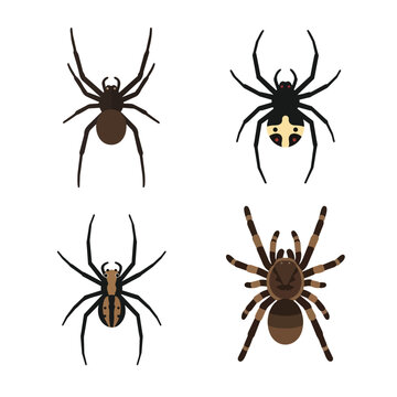 Set of Four Detailed Spider Illustrations Featuring Tarantula and Black Widow Species Isolated on White