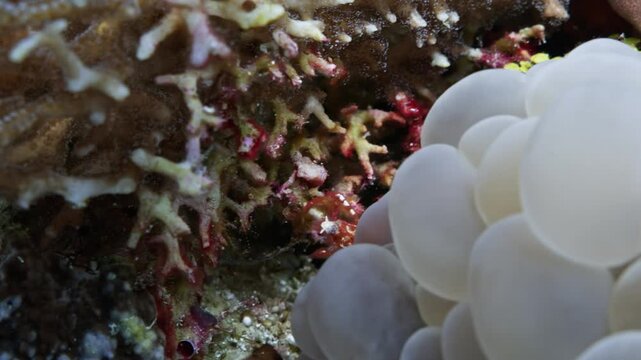 Close-up of healthy white bubble coral (Plerogyra sinuosa) swaying gently under ocean currents in a tropical coral reef