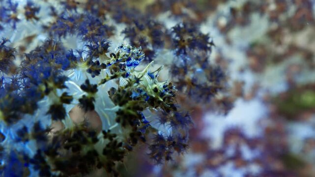 Close-up macro footage of a beautiful nudibranch sea slug resting on a tropical coral reef underwater