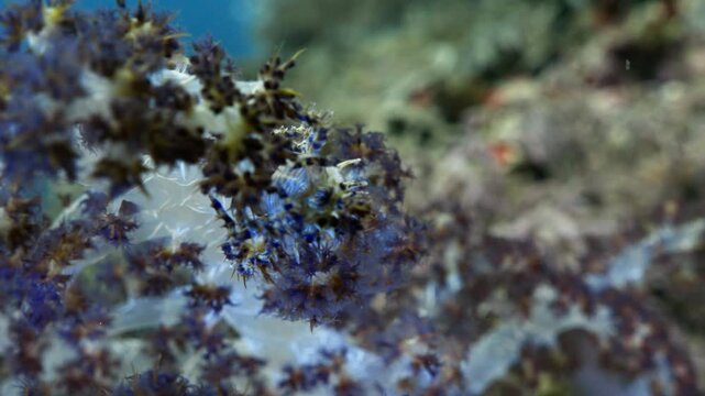 Close-up macro footage of a beautiful nudibranch sea slug resting on a tropical coral reef underwater