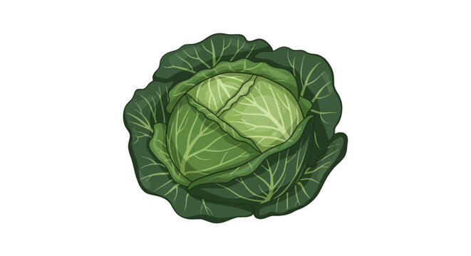 Vector illustration of a fresh green cabbage head with detailed outer leaves and visible vein patterns, isolated on a solid white background for culinary and agricultural design.
