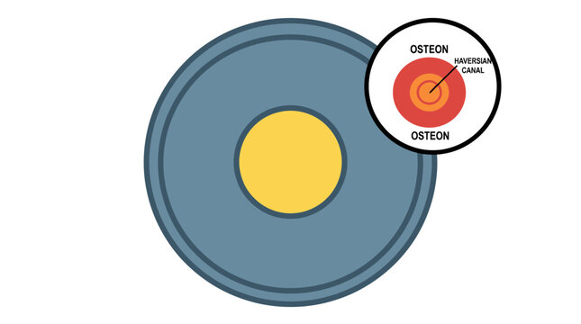Diagram of Osteon and Haversian Canal in Human Bone Anatomy