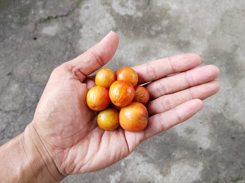 Hand holding bidara fruit (Ziziphus jujube) fresh tropical jujube berries close up natural light