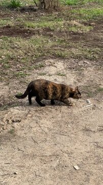 Tortoiseshell cat walking on grass in house yard, pausing to sniff ground, stalking possible mouse, low sunlight, patchy soil