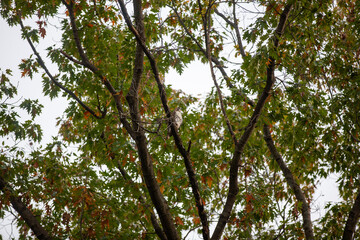 Fototapeta premium Juvenile Red‑Tailed Hawk Perched in Toronto Woodland