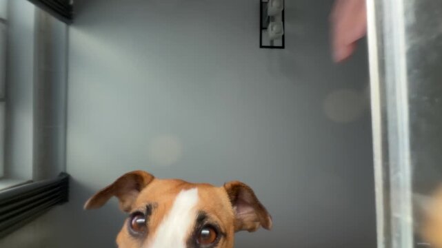 The owner pours dry food for his Jack Russell Terrier. View from below.