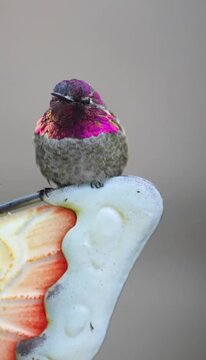 Annas Hummingbird Perched on a Garden Ornament with Vibrant Magenta Feathers