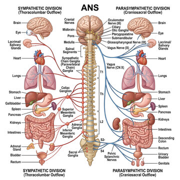 Autonomic nervous system sympathetic and parasympathetic divisions diagram with autonomic