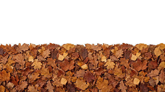 Dense autumn leaf border transparent background
