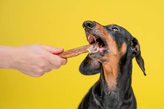 Dachshund dog reaching upward with wide open mouth to grab meat treat from human hand on bright yellow background, training reward concept.