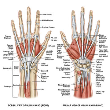 Anatomical illustration of the human hand bones muscles ligaments with hand anatomy