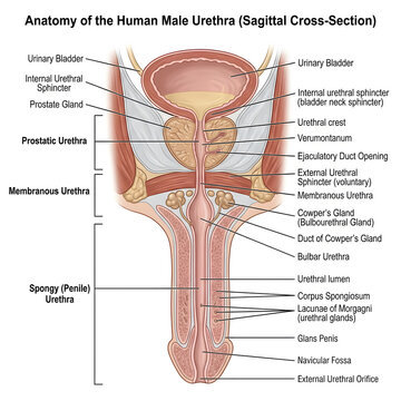 Anatomy of the human male urethra sagittal cross-section diagram with urethra opening