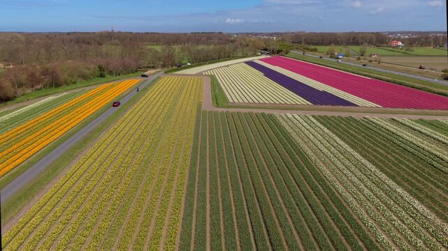 Aerial high-angle view of vast, patterned Dutch flower fields with colorful stripes of blooming tulips and daffodils, split by a rural road with a driving red car under a blue spring sky.