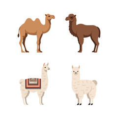 Obraz premium Desert and Mountain Animal Collection with Camel, Dromedary, Alpaca, and Llama Illustration Isolated on White