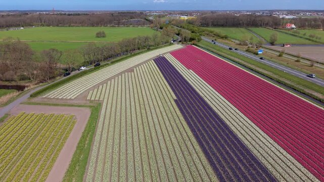 Aerial high-angle panorama of geometric Dutch flower fields featuring striking stripes of pink, purple, white, and yellow tulips, bordered by rural country roads and green meadows under a clear sky.