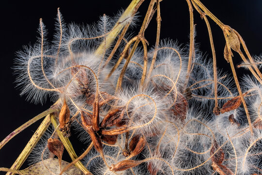 dried decorative grass with delicate hairs